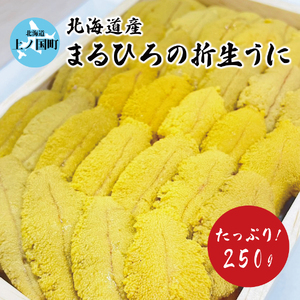 【2026年発送】まるひろ橘水産の折生うに（約250g）　雲丹　ウニ　キタムラサキウニ　人気商品　北海道産うに　北海道産