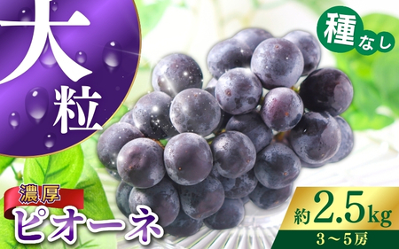 ピオーネ 種なしピオーネ 約 2.5kg 【2026年8月下旬～9月中旬頃発送予定】 【A005-frks002】