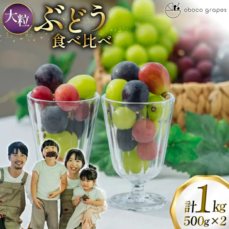 【期間限定発送】 ぶどう 食べ比べ 粒 500g 2パック 約 1kg 大粒 [oboco grapes 山形県 高畠町 tk06ayt250006]