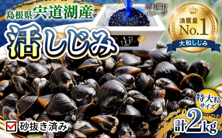 しじみ 新鮮採れたて！宍道湖産活大和しじみ特大粒 2kg (砂はき済み) 島根県松江市/平野缶詰有限会社[ALBZ023] しじみ しじみ