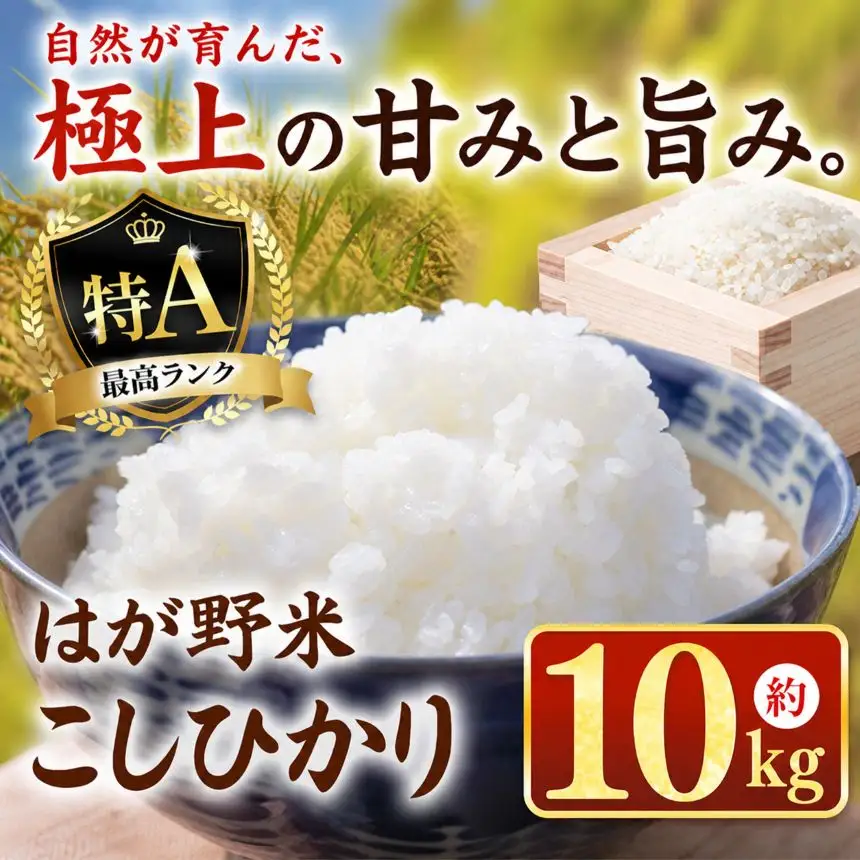 令和7年度 はが野米 こしひかり 10kg 