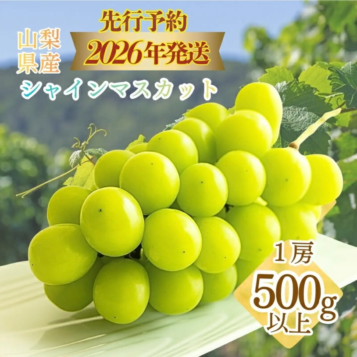 シャインマスカット500g以上（1房）【2026年発送】　シャインマスカット フルーツ