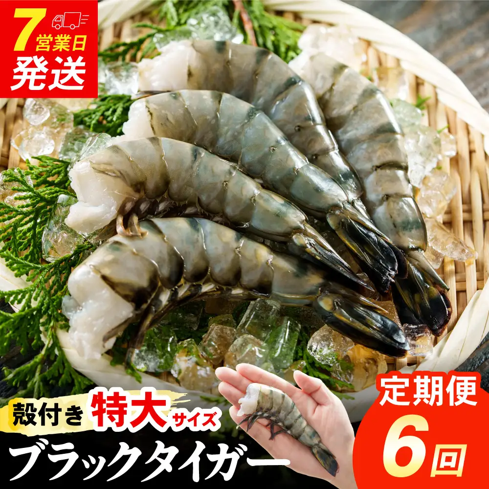 【6回定期便】特大 ブラックタイガー 無頭えび 570g前後（15尾）×6回 ｜海老 えび エビ ブラックタイガー 海鮮 魚介 殻付き 冷凍 大阪府 阪南市