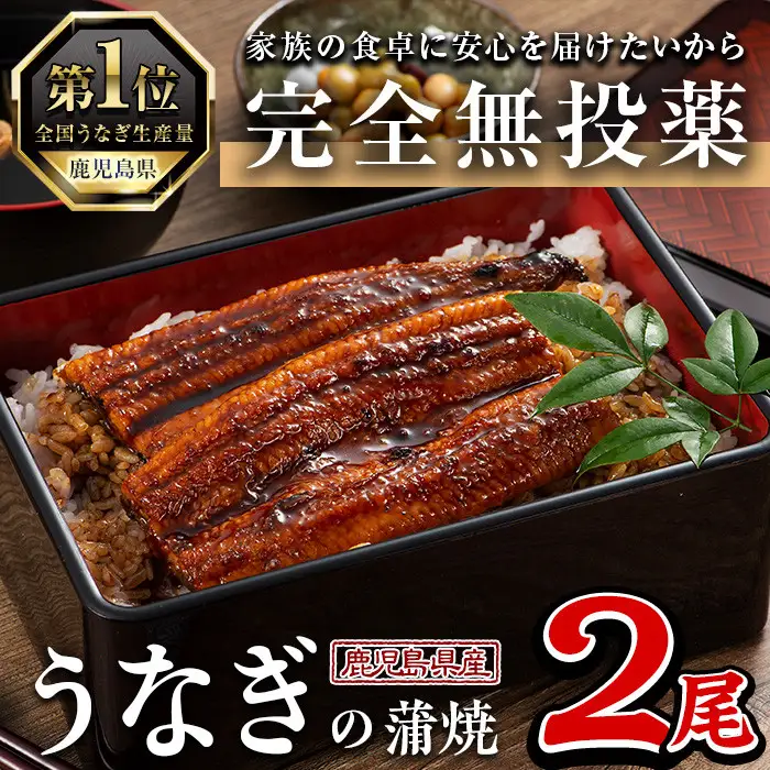 鹿児島県産 うなぎ 蒲焼 (1尾あたり136g～155g×2尾、タレ・山椒付き)【西日本養鰻】A582