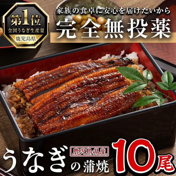 鹿児島県産 うなぎ 蒲焼 (1尾あたり136g～155g×10尾、タレ・山椒付き) 【西日本養鰻】D34