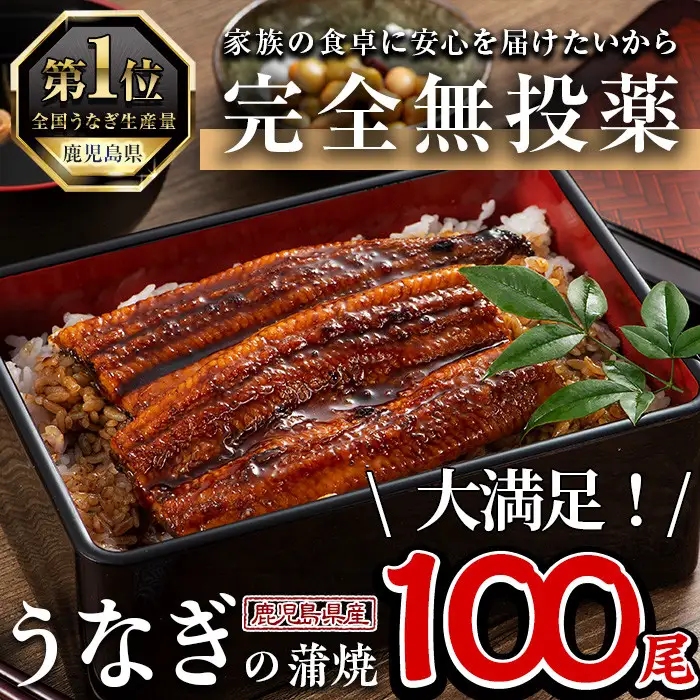 うなぎ 無投薬 鹿児島県産  (1尾あたり136g～155g×100尾) うなぎ 【西日本養鰻】P5
