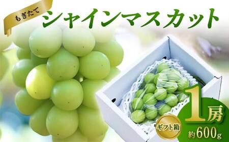 【先行受付 令和8年度発送】もぎたてシャインマスカット1房 600g程度 ギフト箱入り FSY-2029