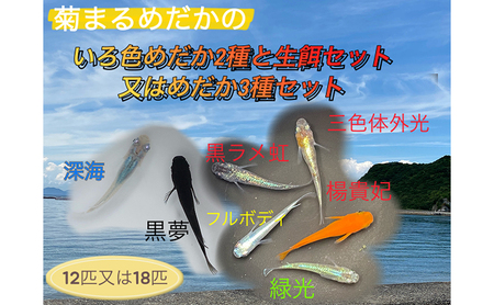 菊まるめだかの【いろ色めだか2種と生餌セット又はめだか3種セット】計12匹又は18匹 メダカ 幼魚～若魚 1.5～2.0cm ミジンコ ゾウリムシ いろ色めだか2種と生餌セット