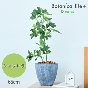 フェイクグリーン Botanical life+ Dシリーズ シェフレラ 65cm 光触媒加工 鉢付き インテリア 抗菌 消臭 愛知県 豊橋市 送料無料 41000円