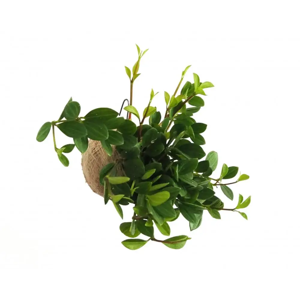 360度楽しめる！吊るせる観葉植物「ハングボール」ペペロミア(Mサイズ)
