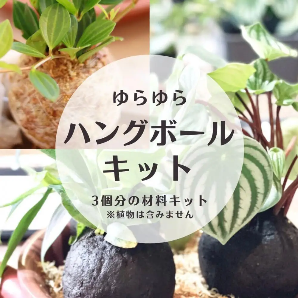 360度楽しめる！吊るせる観葉植物「ゆらゆらハングボールキット」