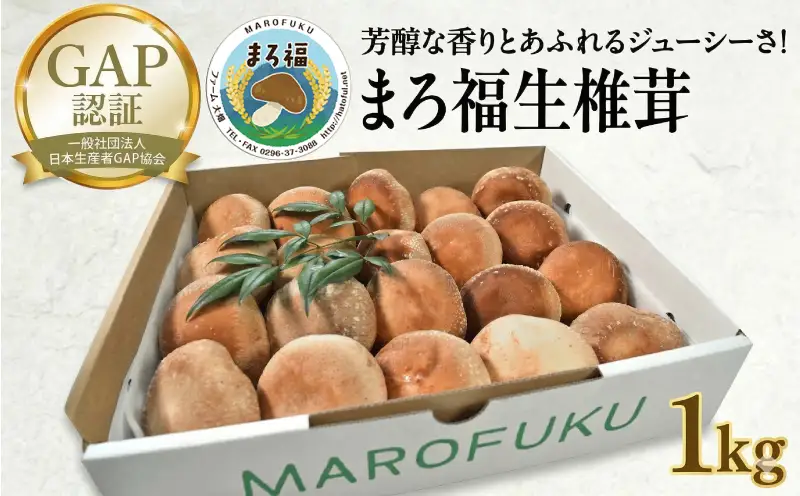 【 ファーム大畑 】 まろ福生椎茸 1kg