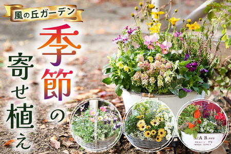 【お手軽ガーデニング】季節の寄せ植え（風の丘ガーデン） ギフト寄せ植え 贈答用寄せ植え 母の日 誕生日 記念