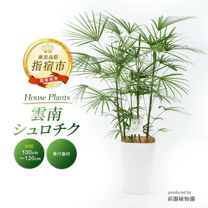 2026年1月中旬～発送【観葉植物】雲南シュロチク 100cm～120cm 前園植物園 IB002-012 観葉植物 ※北海道・沖縄・離島配送不可