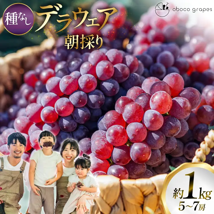【期間限定発送】 ぶどう デラウェア 5～7房 約 1kg 朝採り [oboco grapes 山形県 高畠町 tk06ayt250000]