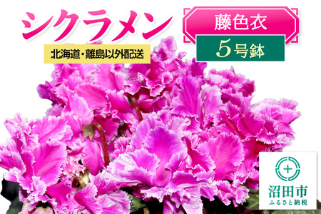 《12月上旬～下旬発送》北海道・離島以外配送 シクラメン5号鉢 藤色衣