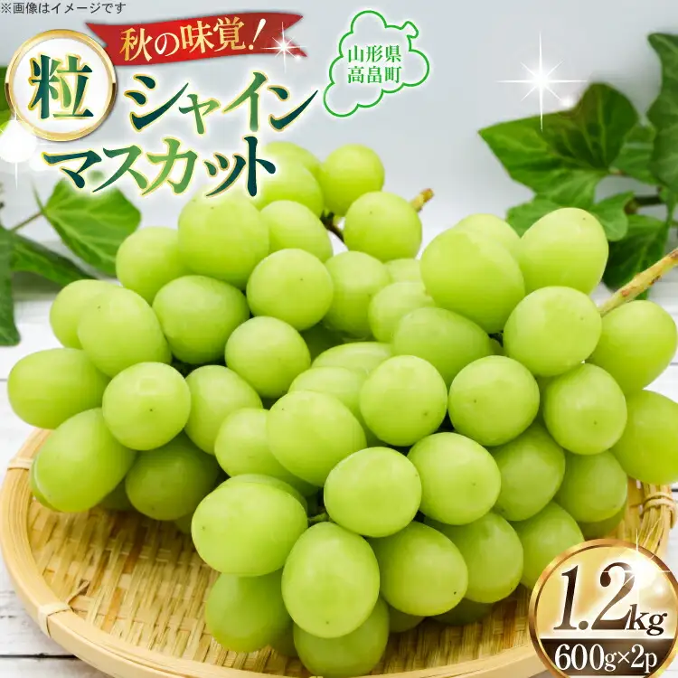 【期間限定発送】 シャインマスカット 約600g 2パック 約1.2kg [本田農園 山形県 高畠町 tk06ays820001]