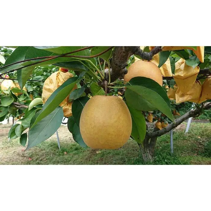 こたつで食べる冬の梨「王秋」3kg【五本松まえ柴】