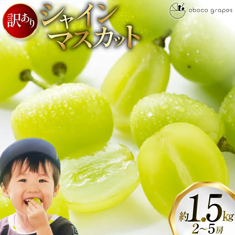 【期間限定発送】 シャインマスカット 訳あり 2～5房 約1.5kg [oboco grapes 山形県 高畠町 tk06ayt250004]
