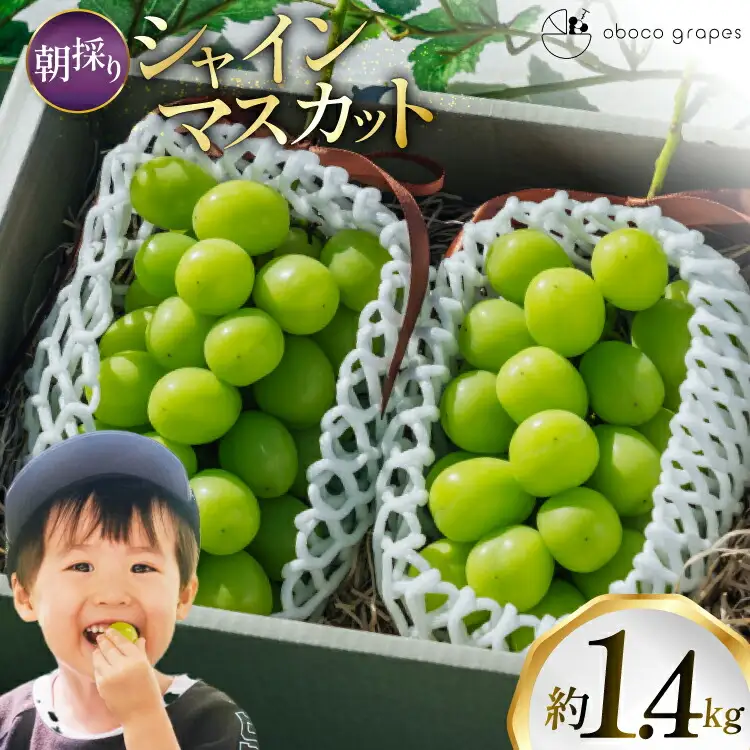 【期間限定発送】 シャインマスカット 2房 1.4kg 以上 朝採り [oboco grapes 山形県 高畠町 tk06ayt250009]