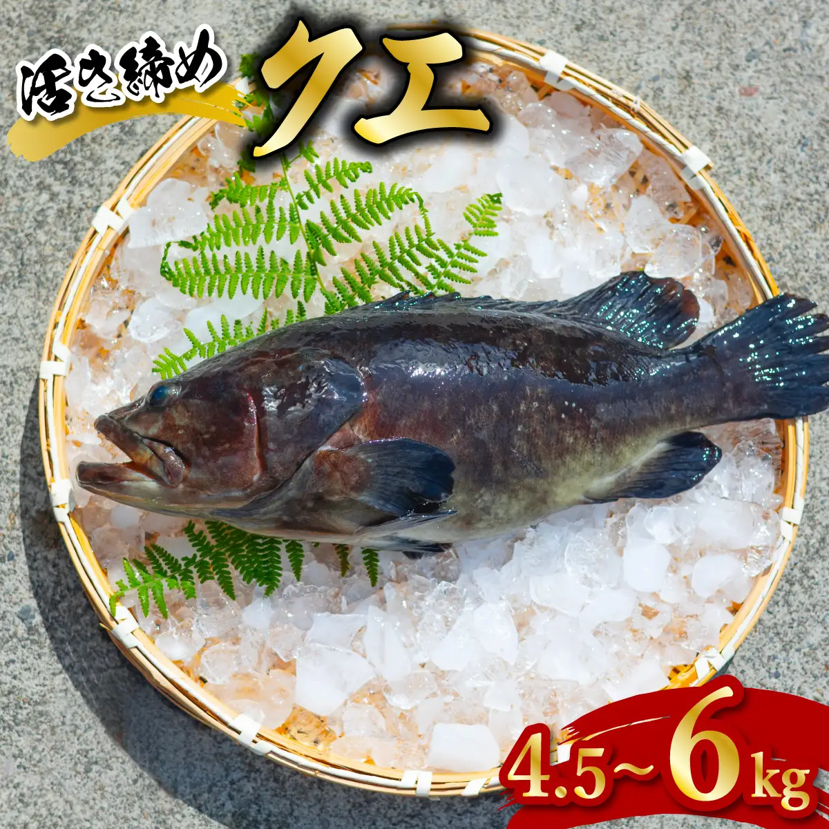 クエ 活き締め 4.5～6kg 本クエ くえ アラ 鮮魚 クエ鍋 高級 高級魚 産地直送 冷蔵 養殖 国産 九絵