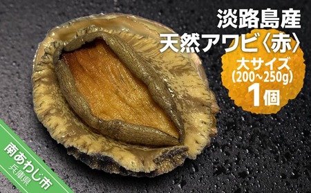 【花光】淡路島産天然アワビ（赤）大サイズ1個