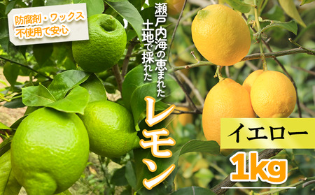 【レモン】【2027年1月頃から順次発送】イエローレモン 約1kg ｜愛媛県松山市【MSD001_y】
