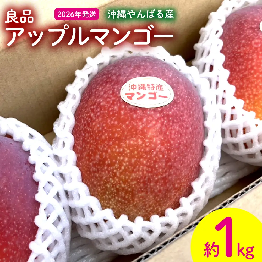 2026年発送【沖縄やんばる産】約1kg 良品アップルマンゴー（Ms mango farm） 南国 南国フルーツ 先行予約 期間限定 沖縄 甘味 糖度 フルーツ 果物 果実 プレゼント ギフト トロピカル 数量限定 予約 おすすめ くだもの 太陽 やんばる 自然