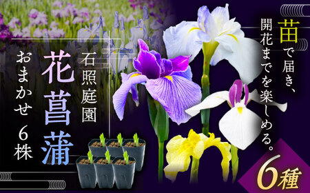 苗 【4月から11月発送】花しょうぶ（ジャパン アイリス）の苗 おまかせ6株 [AIAC001] 