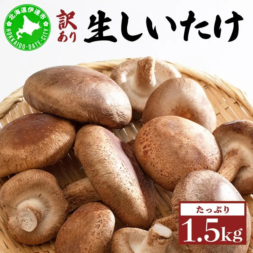[5525-1108]訳あり 湘南しいたけ 生 しいたけ 1.5kg 規格外 訳アリ しいたけ シイタケ 椎茸 きのこ キノコ ヘルシー 栄養 肉厚 ジューシー フレッシュ 国産 産地直送 アレンジ BBQ バーベキュー 北海道 伊達市
