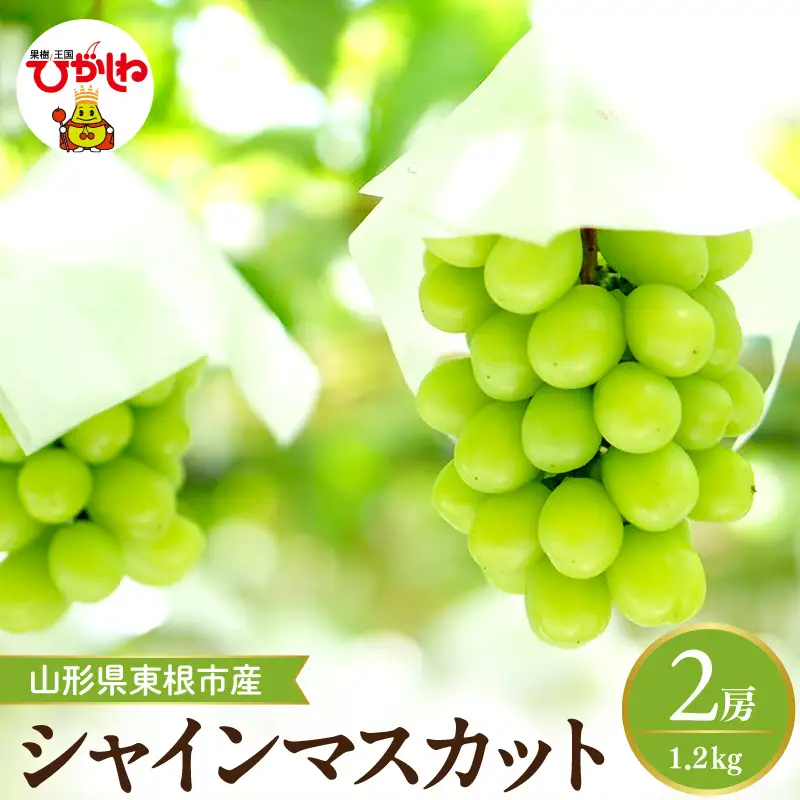 【2026年産】 シャインマスカット 約1.2kg (2房入) 山形県 東根市 hi026-054　（ぶどう マスカット シャインマスカット 2房 フルーツ 果物 くだもの 産地直送 期間限定 特産品 お取り寄せ グルメ 旬 東北 山形県 東根市 送料無料 ふるさと納税）
