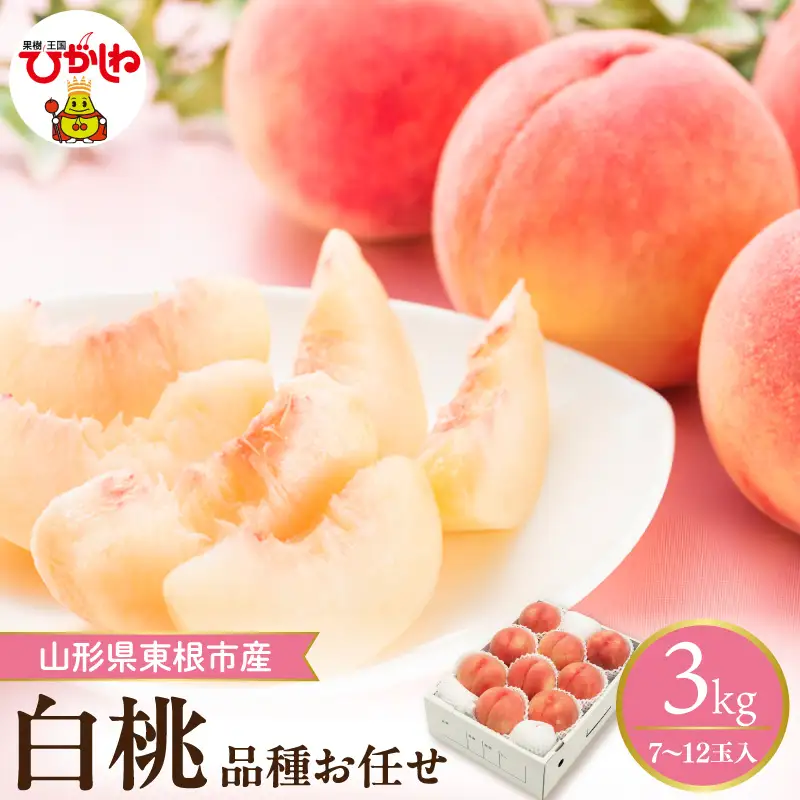 【2026年産】採れたて白桃(品種お任せ)約3kg (7～12玉)もも