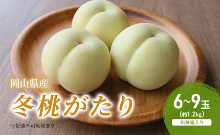 桃 2026年 先行予約 冬桃がたり 6～9玉（約1.2kg）化粧箱