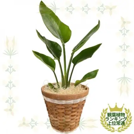 観葉植物 オーガスタ 鉢植 バスケット リビング【1539926】