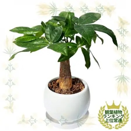 観葉植物　ミニ　パキラ　陶器　鉢植【1543947】