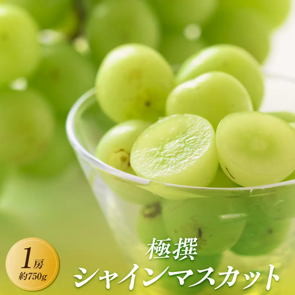 【2026年8月中旬より順次発送】極撰！大房シャインマスカット1房(約750g)｜ぶどう マスカット シャインマスカット ブドウ 種なし 種無し 葡萄 果物 フルーツ くだもの 先行予約 冷蔵 香川 高松