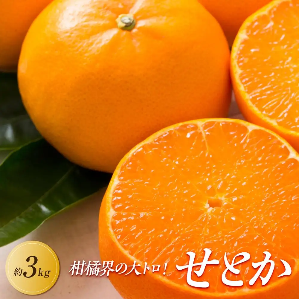 【2027年3月中旬より順次発送】柑橘界の大トロ！せとか　約3kg｜果物 くだもの フルーツ 柑橘 みかん せとか ミカン 人気 おすすめ お土産 ギフト 贈答 家庭用 先行予約 人気 おすすめ 香川 高松
