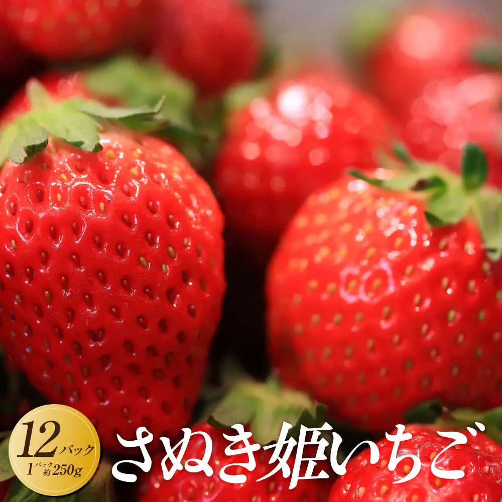 【2027年2月上旬より順次発送】さぬき姫いちご　12パック(1パック約250g)｜果物 くだもの フルーツ イチゴ いちご 苺 さぬきひめ 先行予約 人気 おすすめ ギフト