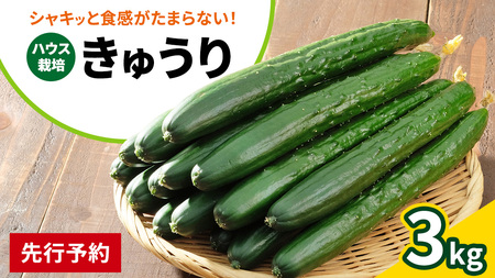 シャキッと美味しい！ きゅうり 約3kg 【2026年9月以降発送】