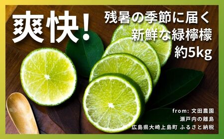 ハウスグリーンレモン 約5kg 【2026年9月以降発送】