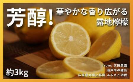 芳醇! 文田農園のレモン 約3kg 【2027年 1～2月発送】
