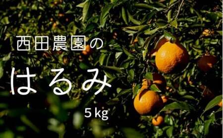 瀬戸内 はるみ 約5kg (30個程度) 【2027年2月以降発送】