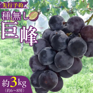 種無し巨峰 約3kg（約6～8房） 2026年 先行予約 種なしぶどう [098O03]