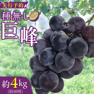 種無し巨峰 約4kg（約10房） 2026年 先行予約 種なしぶどう [098O04]