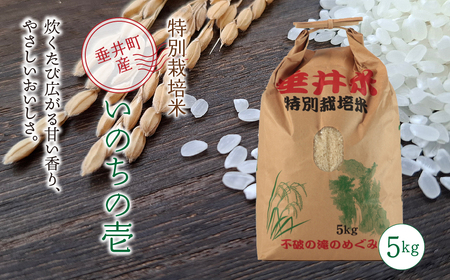 ≪令和7年産≫【特別栽培米】垂井町産 いのちの壱 5kg ｜ お米 米 こめ コメ 白米 精米 ご飯 ライス 産地直送 ギフト 贈答用 プレゼント 岐阜県産