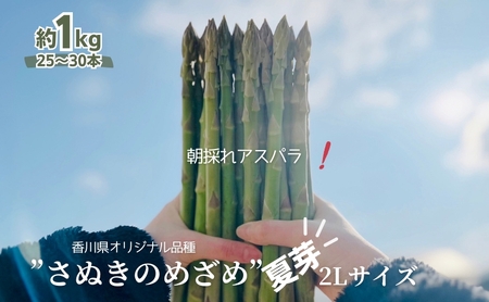 朝採れ アスパラ【さぬきのめざめ】夏芽 2Lサイズ　約1kg （25～30本） 