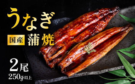 うなぎ 国産 蒲焼き 2尾 250g以上 上うなぎ 6月発送