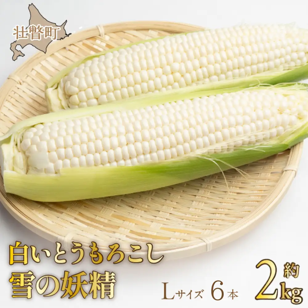 ＜2026年8月下旬よりお届け＞【朝採り】北海道壮瞥産 白いとうもろこし「雪の妖精」Lサイズ6本(約2kg) SBTQ005