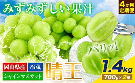 【先行予約】ぶどう 4ヶ月 定期便 シャインマスカット 晴王 1.4kg（2房） 岡山県産《7月上旬-10月末頃出荷》 ハレノフルーツ マスカット 送料無料 岡山県 浅口市 フルーツ 果物 国産 岡山県産【配送不可地域あり】（北海道・沖縄・離島）