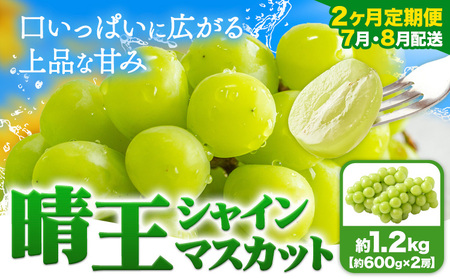 【2ヶ月定期便】ぶどう シャインマスカット 晴王 1.2kg 2房 マスカット岡山《7月上旬-8月末頃出荷》岡山県 浅口市 送料無料 フルーツ 果物 マスカット お取り寄せフルーツ【配送不可地域あり】（北海道・沖縄・離島）